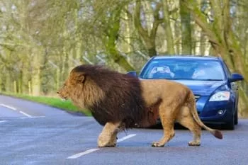 lion Infront of car